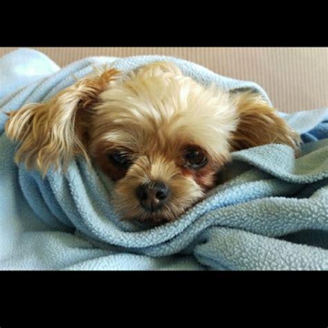 Shorkie Mix Dog Breed - The Cutest Shorkie Mix Photos