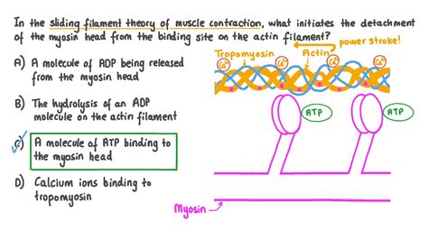 Question Video: Describing the Action of Myosin in the Sliding Filament ...