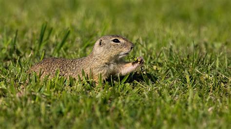 Ground Squirrel | Animals Happen Wildlife Control