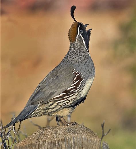 Birds of The World: New World Quail (Odontophoridae)