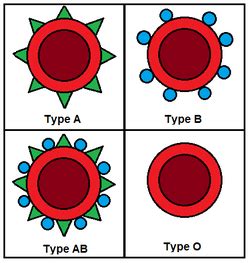 Blood Types & Plasma - Blood & Cardio Vascular Project