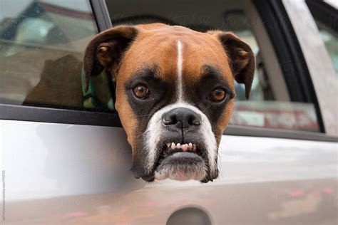 "Boxer Dog With Angry Funny Face" by Stocksy Contributor "Jeff ...