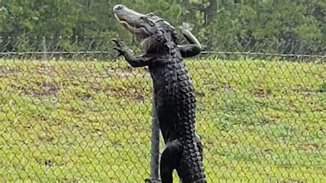 VIDEO: Alligator climbs over fence in Florida