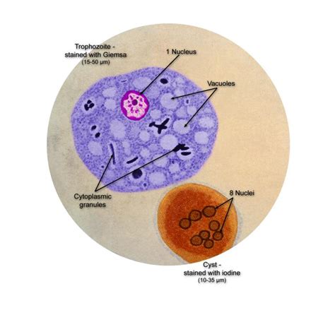 Entamoeba Coli Trofozoito