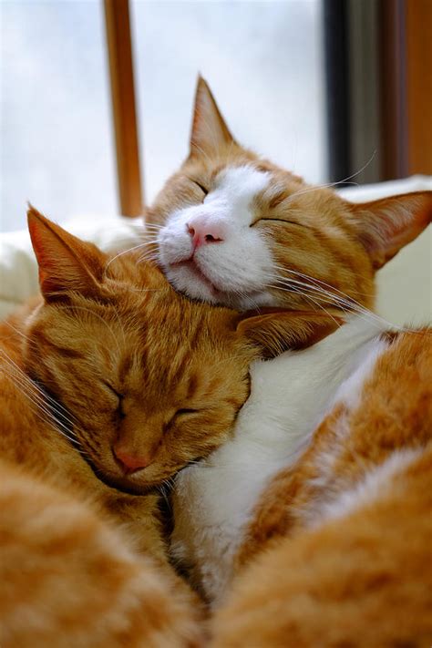 Cats Hugging Eachother Photograph by Akimasa Harada