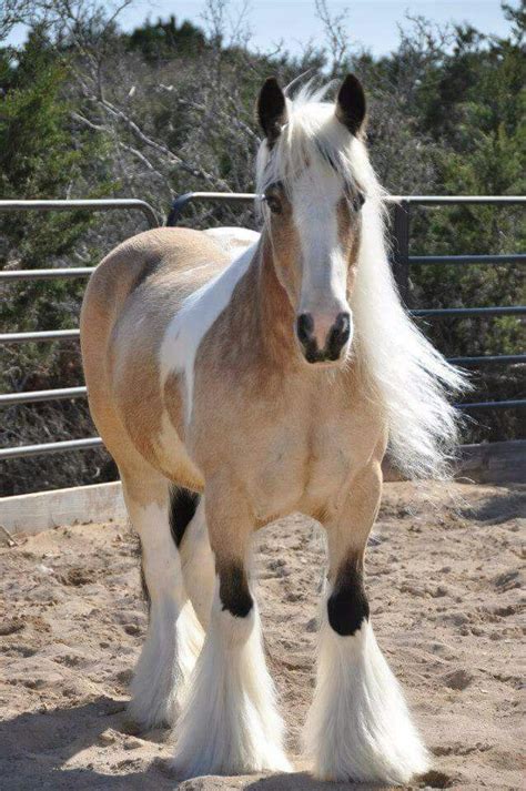 Best Drone: Buckskin Gypsy Vanner Horse / Incredible Buckskin Gypsy ...