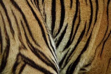 The Tiger Fur Pattern Photograph by Photo By Sayid Budhi - Fine Art America