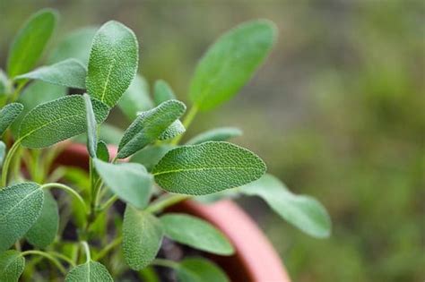 Growing Sage In Pots | Sage Plant Care In Containers