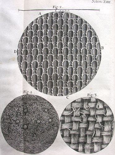 Robert Hooke, Micrographia (London, 1665). | St John's College, Cambridge