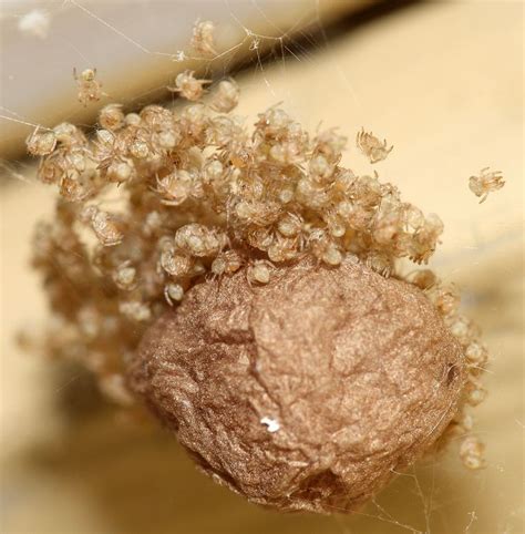 house spider eggs hatching - Items E-Zine Picture Gallery