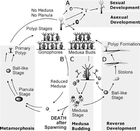 Models of some hydrozoan life cycles. (A) Hydra spp. have no medusa ...