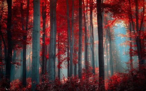 Red Autumn Forest HD desktop wallpaper : Widescreen : High Definition ...