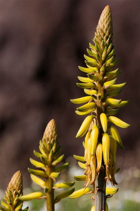 Aloe Vera Plant That Flowers - FLOWERS BHQ