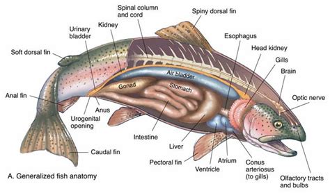 trout-fish-anatomy.jpg - Angler's Covey