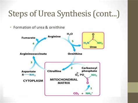 Urea cycle