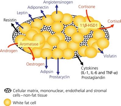 Adipose Tissue Hormones and the Regulation of Food Intake - Henry ...