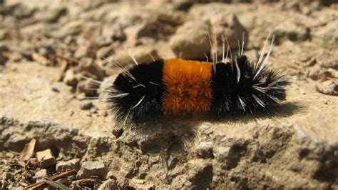 Behind the weather folklore: Woolly bear caterpillars