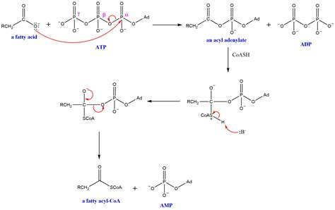 Acyl-CoA synthase is the enzyme that activates a fatty acid | Quizlet