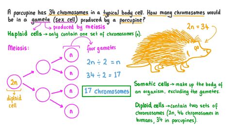 Question Video: Calculating the Number of Chromosomes in a Gamete from ...