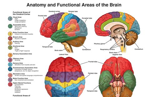 Brain Anatomy And Functions - ANATOMY