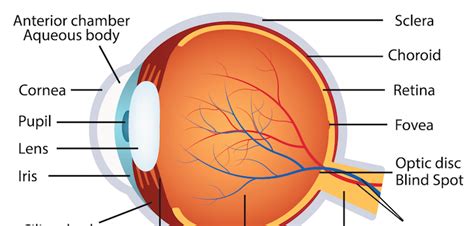 Eye Anatomy Human Eye Optometry Medical Science Staging Portfolio | The ...