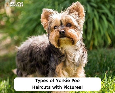 6 Types of Yorkie Poo Haircuts with Pictures! (2024) - We Love Doodles