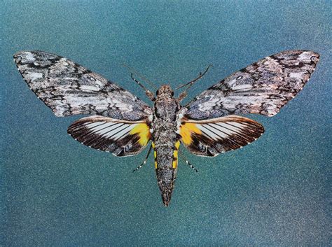 Giant Sphinx Hawk-Moth - Insect Painting - Forgotten Beauties ...