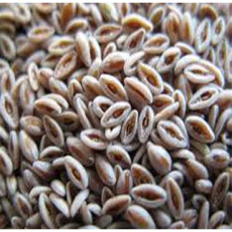 PSYLLIUM SEED BLONDE WHOLE