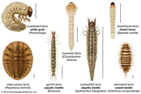 White grub | insect larva | Britannica