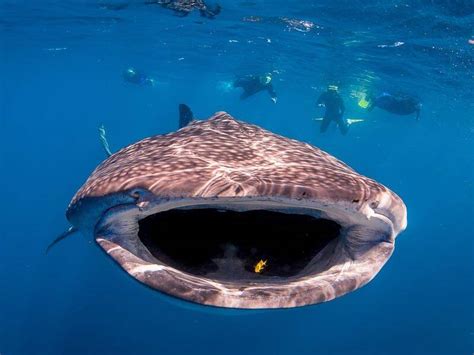 Salad on menu for whale sharks off WA | The Senior | Senior