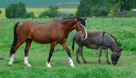 Donkey Vs. Horse: Which Is A Better Fit For Your Farm? - Hobby Farms