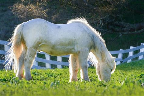 How to Care for a Service Miniature HorseService Animal Registry of ...