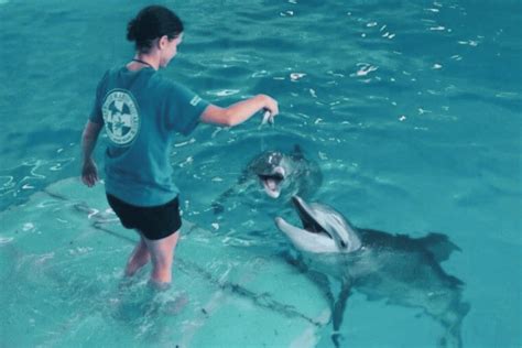 11 Fun Dolphin Tale "Behind The Scenes" Movie Details You Don't Know ...