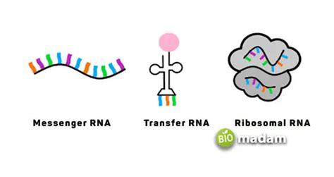 Types of RNA and Their Functions - biomadam