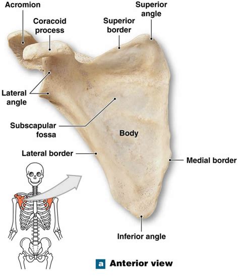 Scapula fracture causes, symptoms, diagnosis, treatment & prognosis