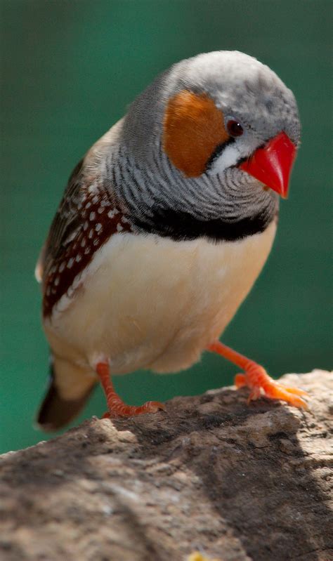 Zebra Finch Facts, As Pets, Care, Temperament, Pictures