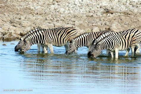 Namibia: Etosha Nationalpark Wildlife Safari - Welt Explorer