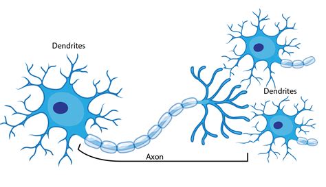 Speed of Neuron Recovery in the Human Brain | Ask A Biologist