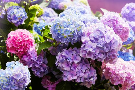 Do Hydrangeas Like Clay Soil? [And How To Grow Them]