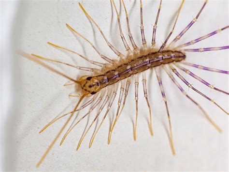 Centipede Infestation: How to Get Rid of Centipede Infestation