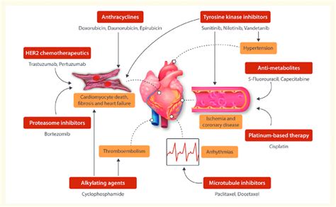 Schematic of the cardiotoxic side-effects of the different ...