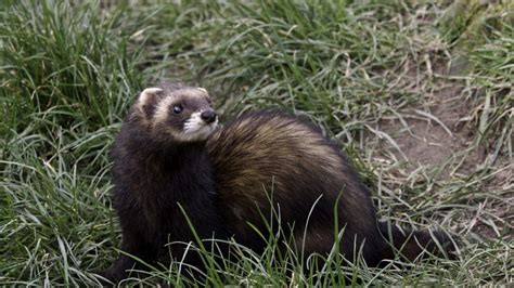 Project Archive: Recovery of Polecats in Britain | Wildlife Science