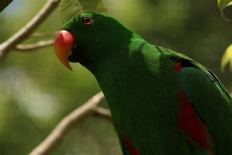 Free Images : bird, wild, green, beak, fauna, lorikeet, lovebird, head ...