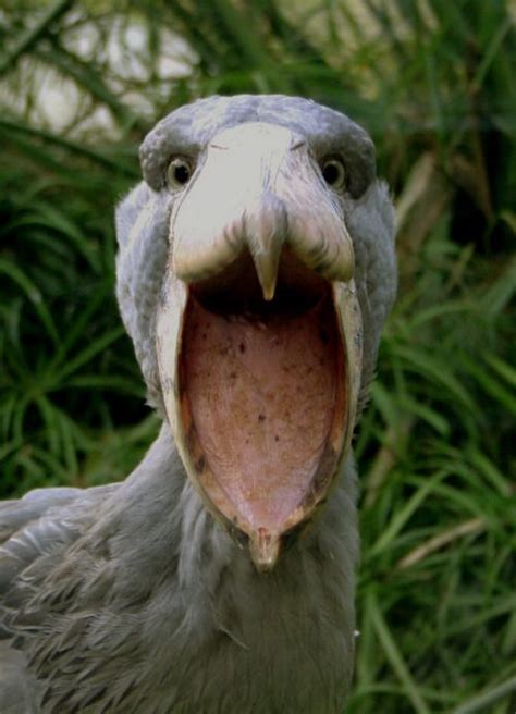 Shoebill stork - Balaeniceps rex ~~~~*Scary Bird*~~~~ YIKES | Style ...