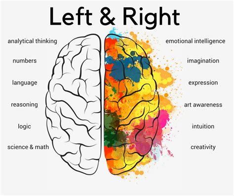 What does the right side of the brain control - sipooter