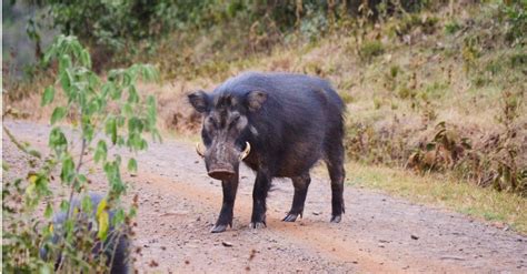 Wild Boar vs Pig: What are the Differences? - AZ Animals