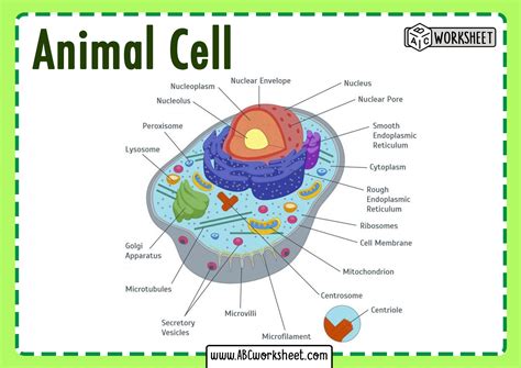 Animal Cell Parts And Structure - Riset