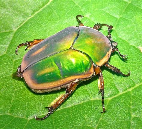 Kansas, USA - shiny green beetle? : whatsthisbug