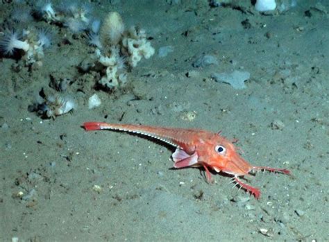 Deep-Sea Stroll: This Fish 'Walks' on the Ocean Floor | Live Science