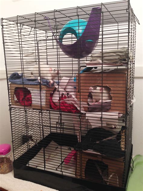 Pet Rat Cages: Finding the perfect palace - About Pet Rats